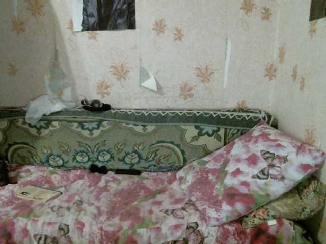 Скріншоти передачі kar0linaa666